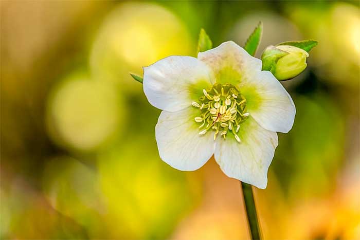 pollen-filled flower in sun valley, ca