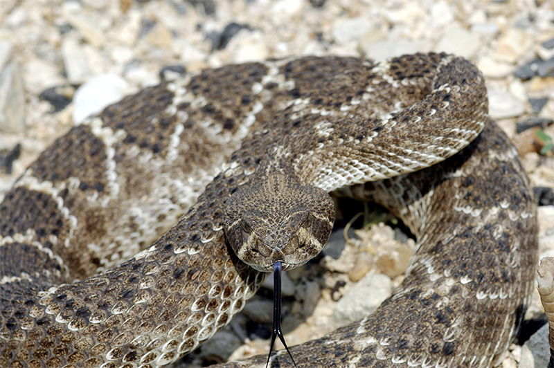 Jose Mier Sun Valley rattlesnake image