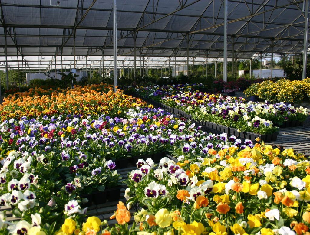 Flowers and plants displayed by Jose Mier for sale at a plant nursery in Sun Valley, CA